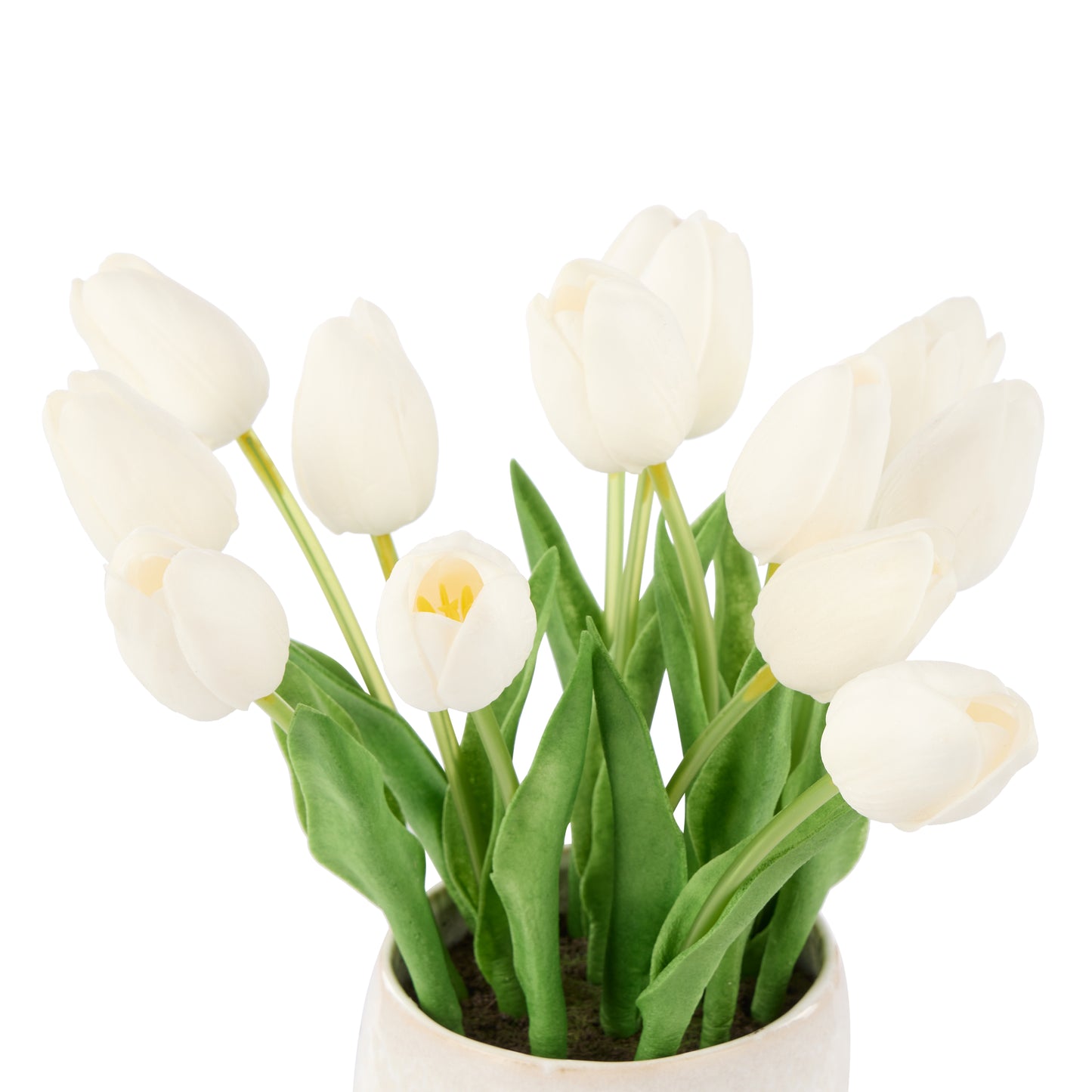 Rogue Tulip Bunch Gianna Pot