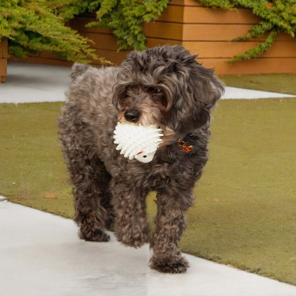 Kikkerland Kobe Sheep Dog Ball