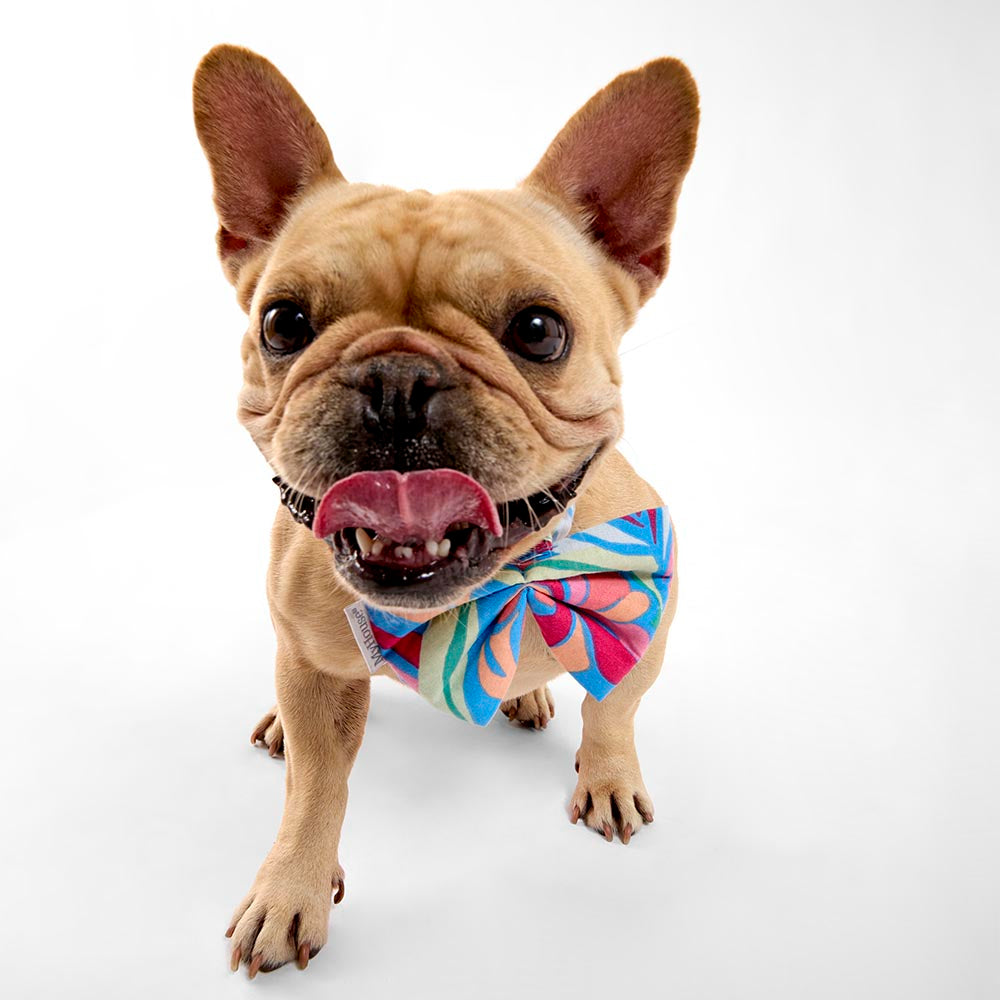 MyHouse Calypso Set of 2 Bows