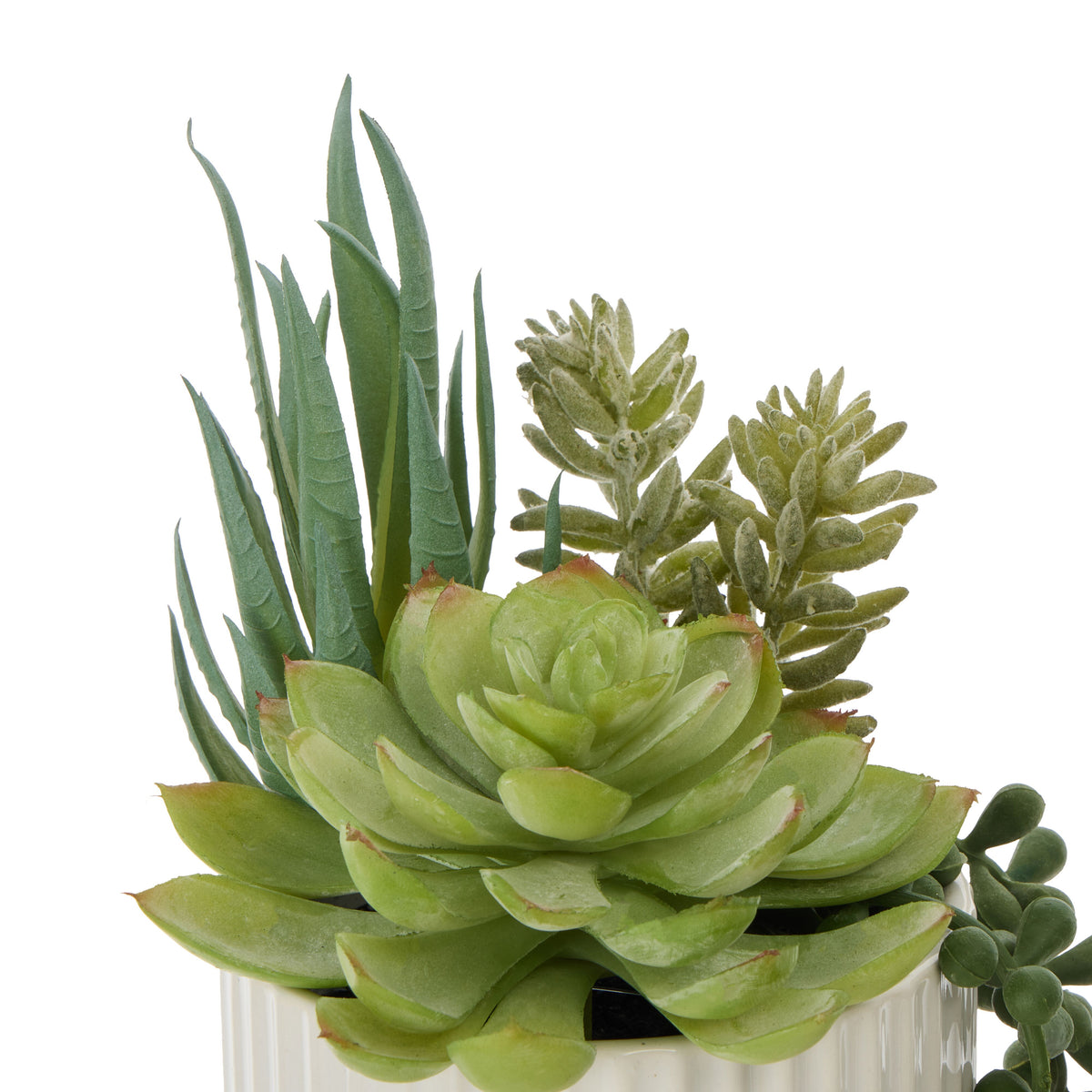 Rogue Aloe Succulent Mix Pot