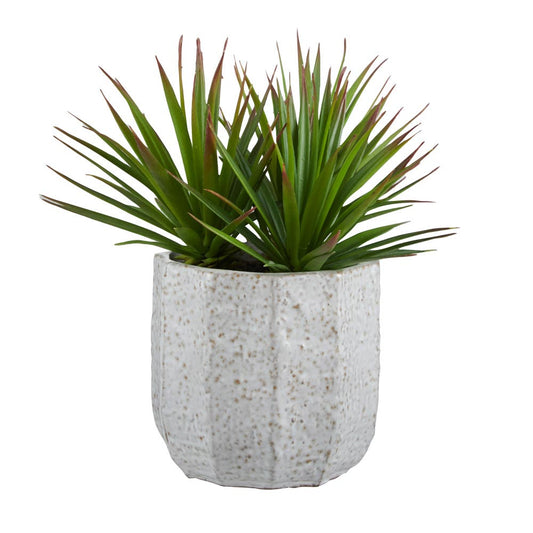 Rogue Needle Agave-Beatrix Pot