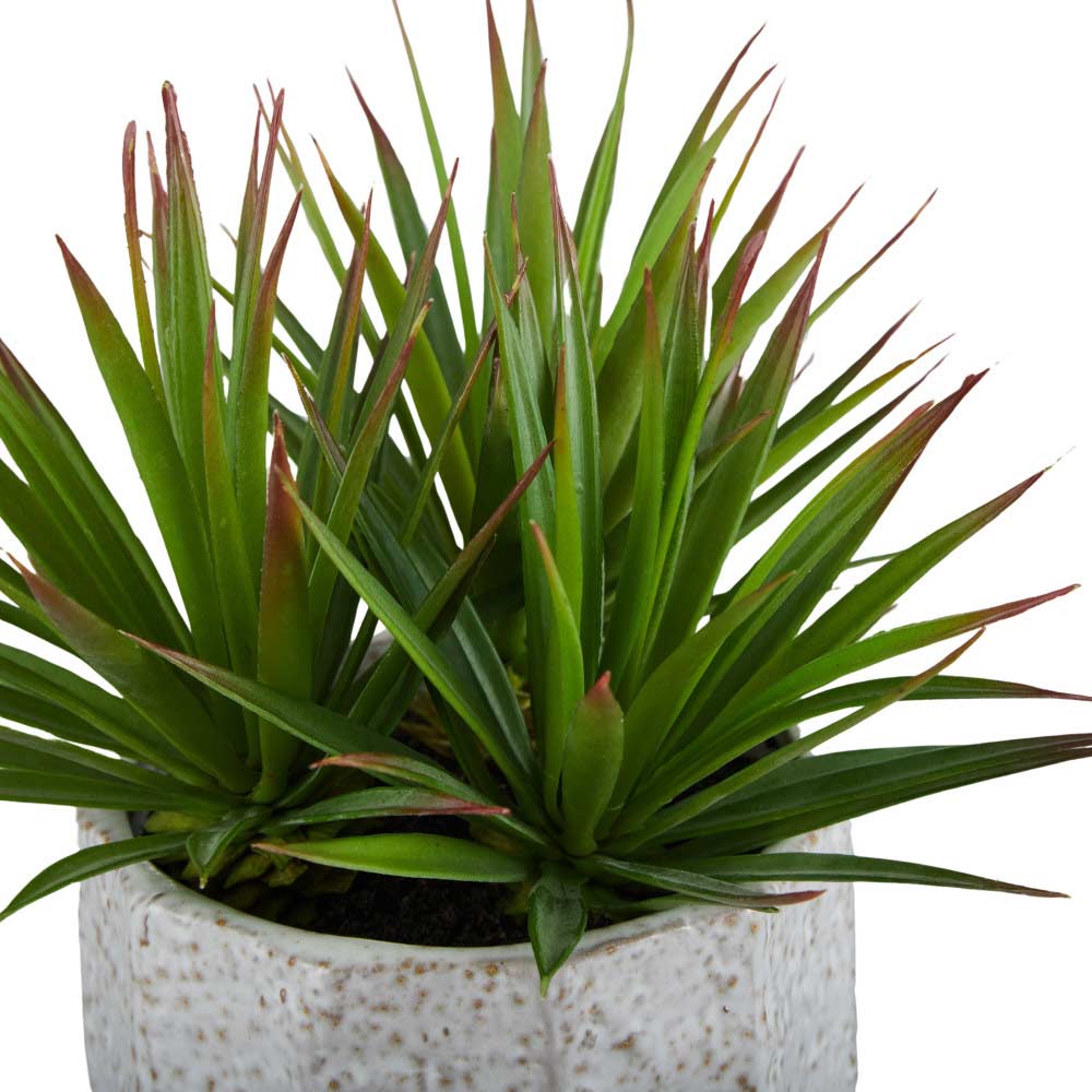 Rogue Needle Agave-Beatrix Pot