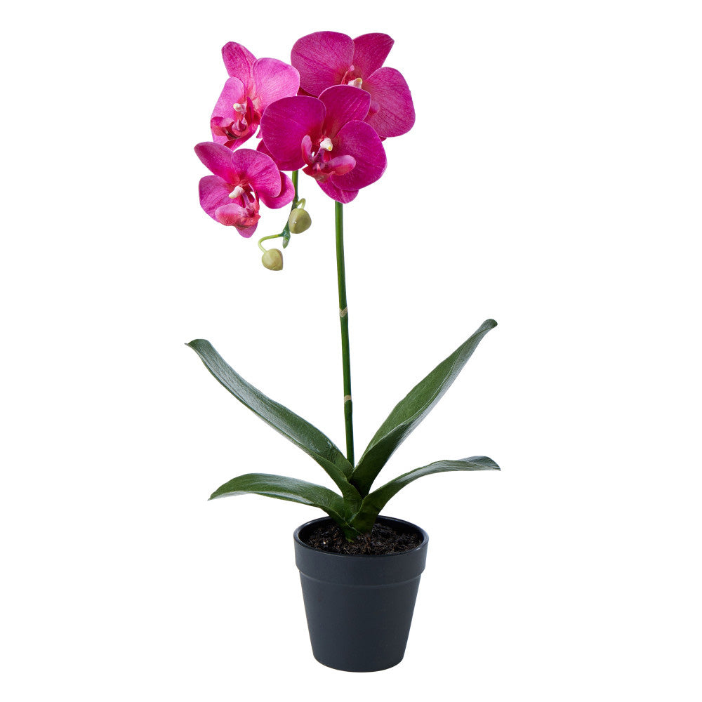 Rogue Phalaenopsis Plant-Garden Pot