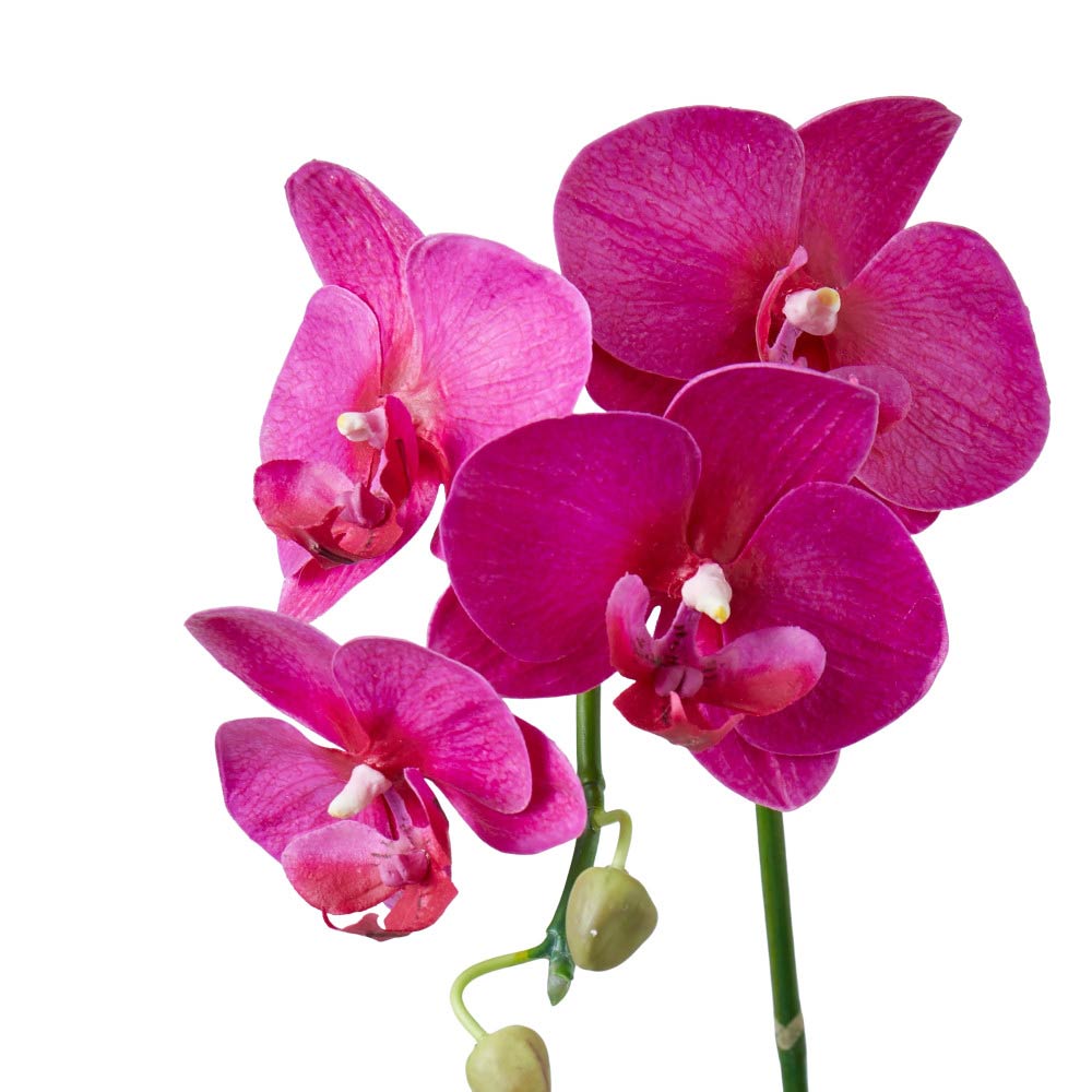 Rogue Phalaenopsis Plant-Garden Pot