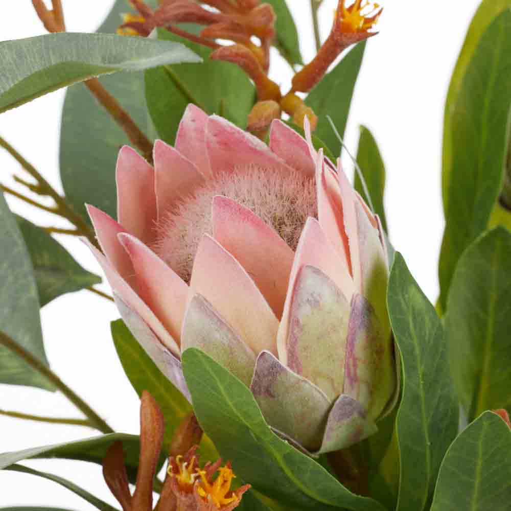 Rogue Protea Kangaroo Paw-Pauline Vase