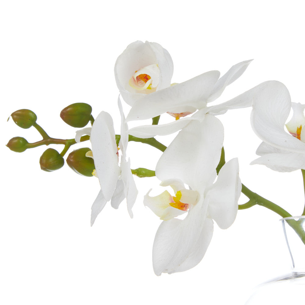 Rogue Orchid Stem-Clear Vase