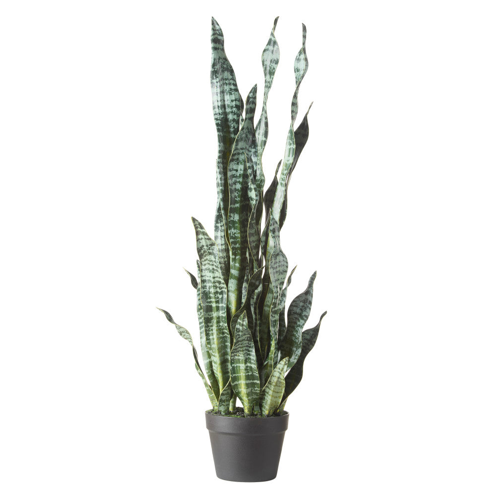 Rogue Sansevieria in Pot