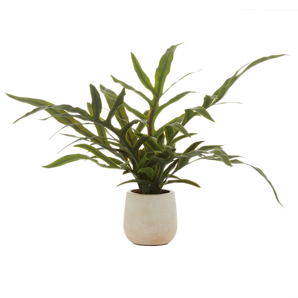 Rogue Blue Star Fern Pot