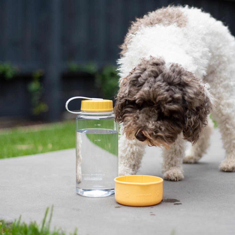 Lock & Lock Pet Water Bottle 1L