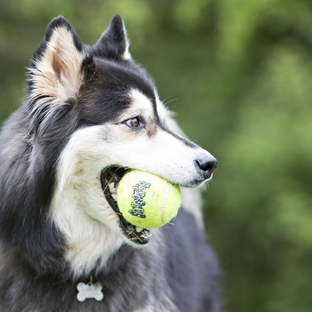 KONG Dog Airdog Squeakair Balls