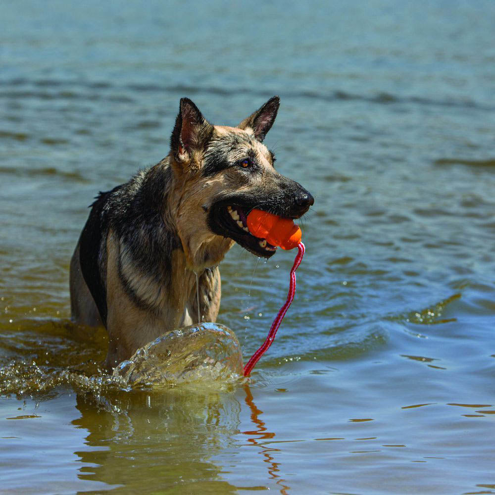 KONG Dog Toy Aqua with Rope