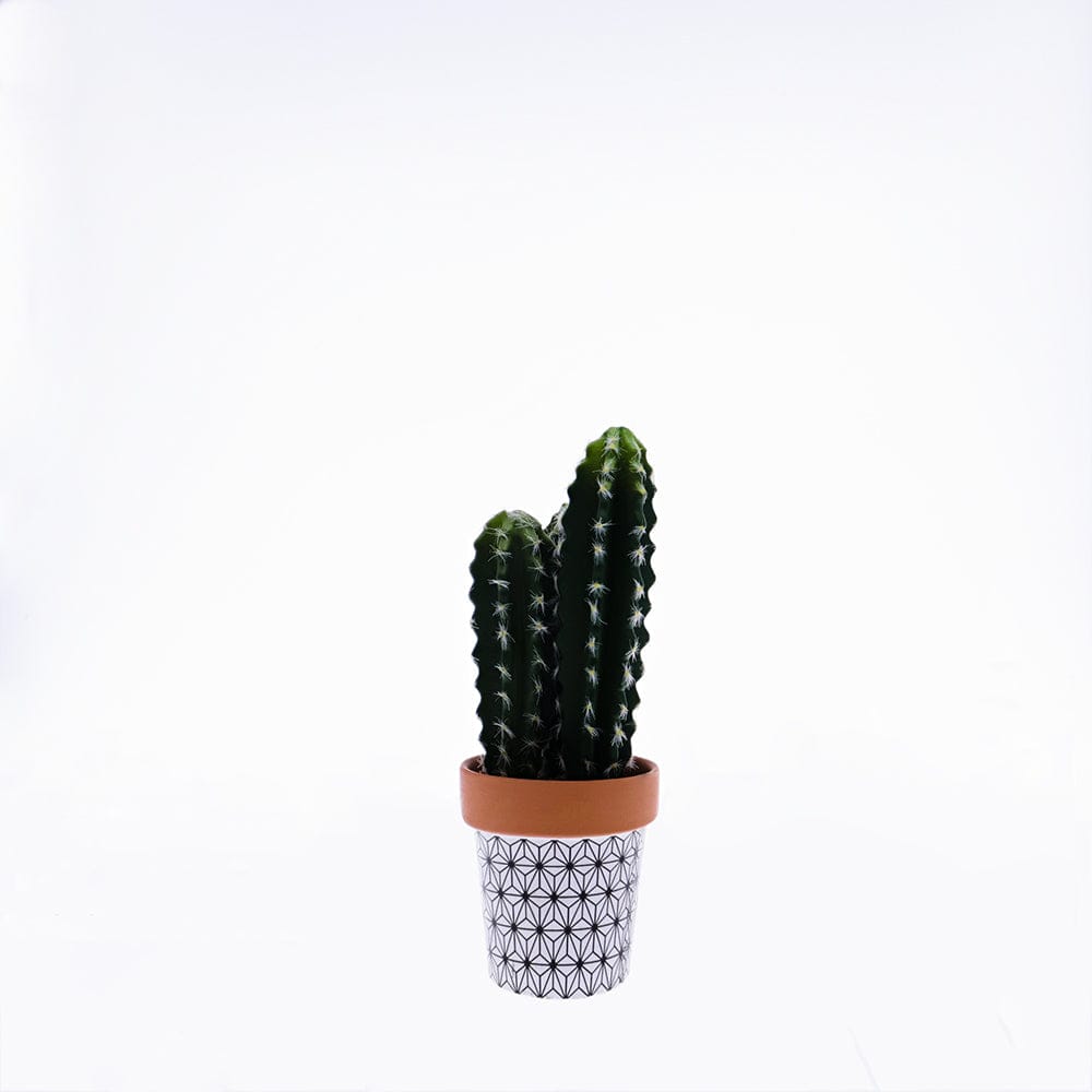 Alex Liddy Cactus in Ceramic Pot